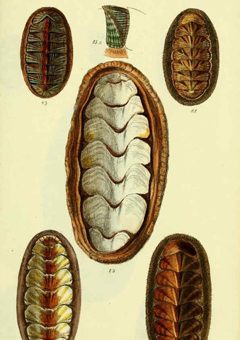 Reproducción/Reproduction 5977914353: The conchological illustrations or, Coloured figures of all the hitherto unfigured recent shells London :[s.n.] ;1832