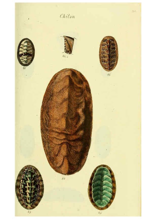 Reproducción/Reproduction 5978473178: The conchological illustrations or, Coloured figures of all the hitherto unfigured recent shells London :[s.n.] ;1832