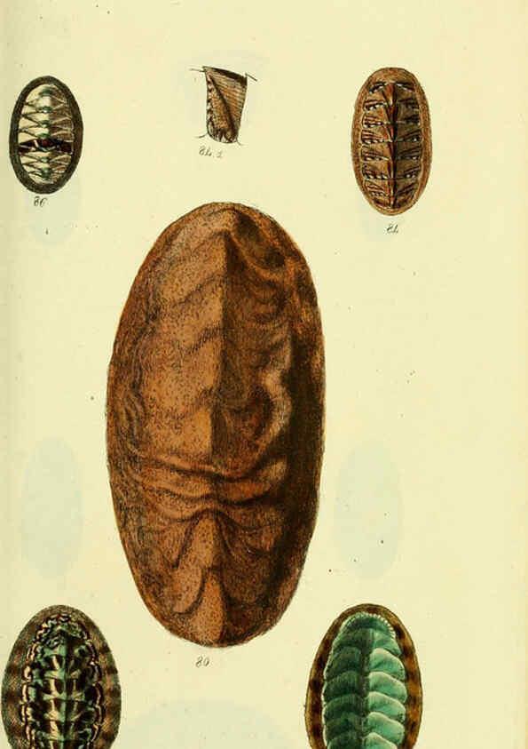 Reproducción/Reproduction 5978473178: The conchological illustrations or, Coloured figures of all the hitherto unfigured recent shells London :[s.n.] ;1832