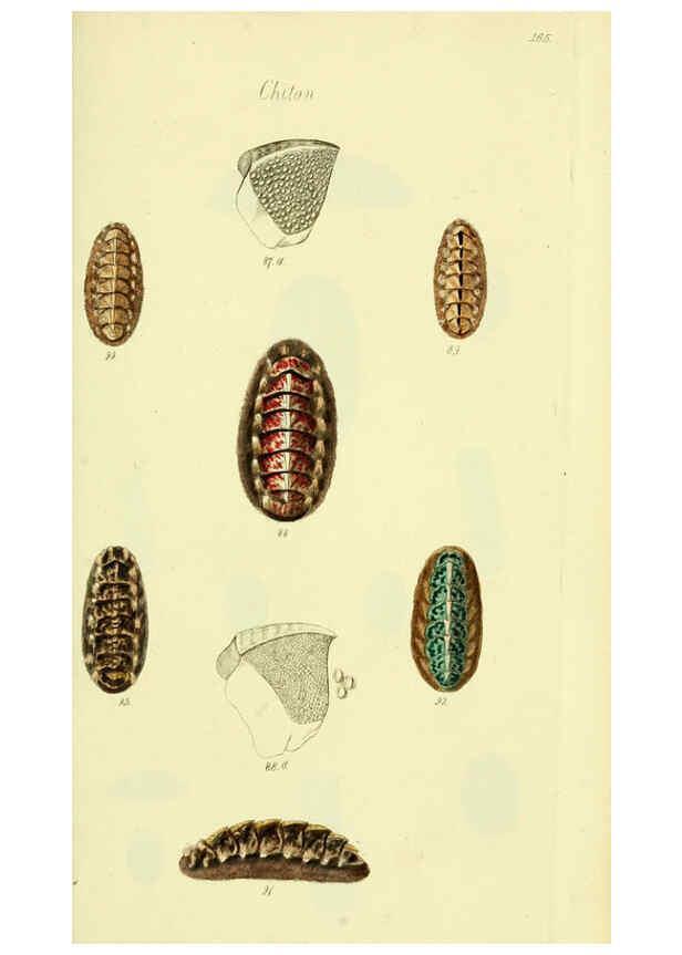 Reproducción/Reproduction 5978473406: The conchological illustrations or, Coloured figures of all the hitherto unfigured recent shells London :[s.n.] ;1832