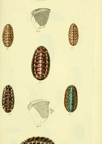 Reproducción/Reproduction 5978473406: The conchological illustrations or, Coloured figures of all the hitherto unfigured recent shells London :[s.n.] ;1832
