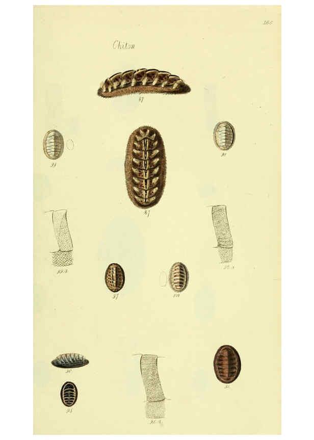 Reproducción/Reproduction 5977915155: The conchological illustrations or, Coloured figures of all the hitherto unfigured recent shells London :[s.n.] ;1832