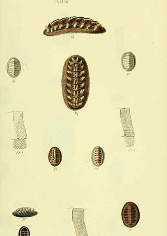 Reproducción/Reproduction 5977915155: The conchological illustrations or, Coloured figures of all the hitherto unfigured recent shells London :[s.n.] ;1832