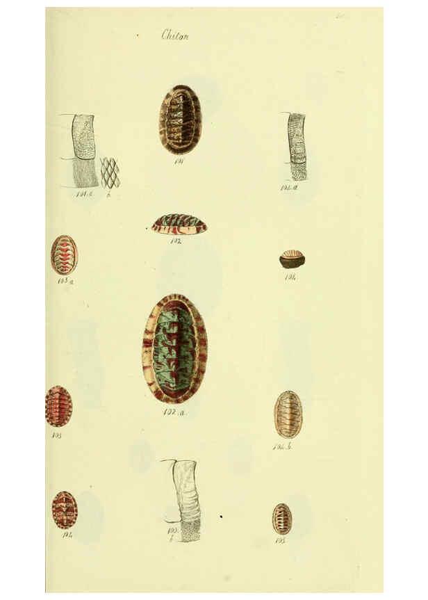 Reproducción/Reproduction 5977915503: The conchological illustrations or, Coloured figures of all the hitherto unfigured recent shells London :[s.n.] ;1832