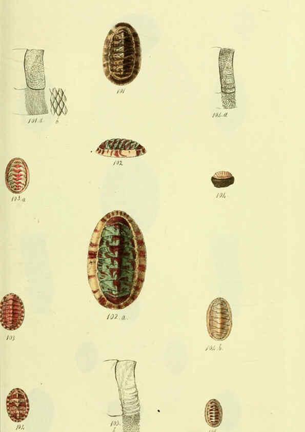 Reproducción/Reproduction 5977915503: The conchological illustrations or, Coloured figures of all the hitherto unfigured recent shells London :[s.n.] ;1832