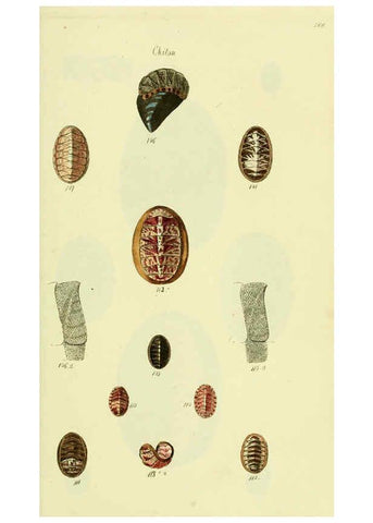 Reproducción/Reproduction 5978474342: The conchological illustrations or, Coloured figures of all the hitherto unfigured recent shells London :[s.n.] ;1832