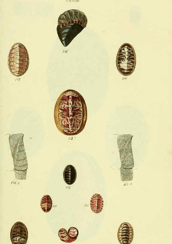Reproducción/Reproduction 5978474342: The conchological illustrations or, Coloured figures of all the hitherto unfigured recent shells London :[s.n.] ;1832