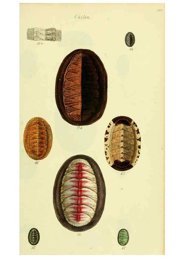 Reproducción/Reproduction 5977915975: The conchological illustrations or, Coloured figures of all the hitherto unfigured recent shells London :[s.n.] ;1832