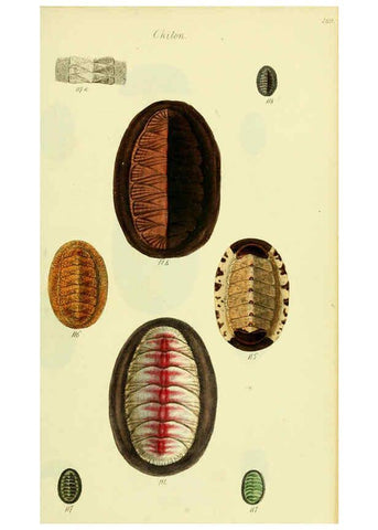 Reproducción/Reproduction 5977915975: The conchological illustrations or, Coloured figures of all the hitherto unfigured recent shells London :[s.n.] ;1832