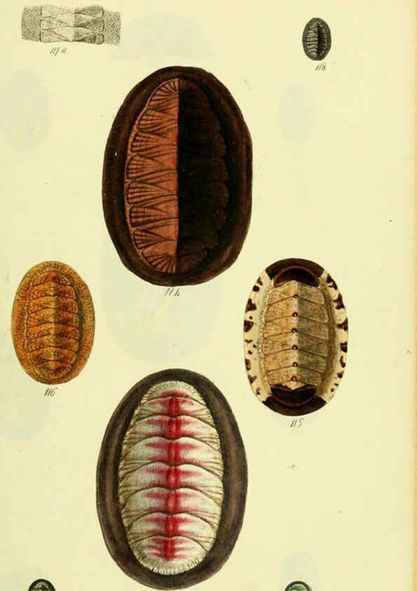 Reproducción/Reproduction 5977915975: The conchological illustrations or, Coloured figures of all the hitherto unfigured recent shells London :[s.n.] ;1832