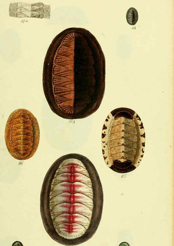 Reproducción/Reproduction 5977915975: The conchological illustrations or, Coloured figures of all the hitherto unfigured recent shells London :[s.n.] ;1832