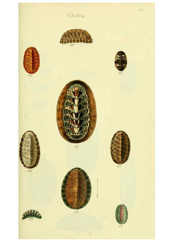 Reproducción/Reproduction 5977916293: The conchological illustrations or, Coloured figures of all the hitherto unfigured recent shells London :[s.n.] ;1832