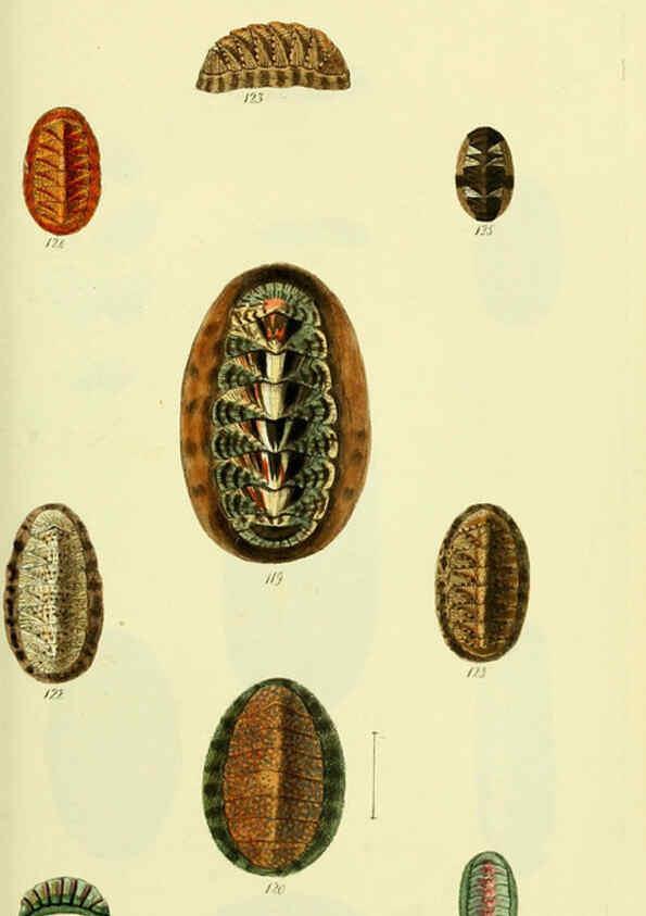 Reproducción/Reproduction 5977916293: The conchological illustrations or, Coloured figures of all the hitherto unfigured recent shells London :[s.n.] ;1832