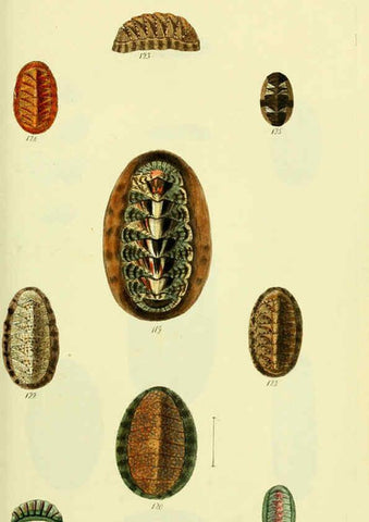 Reproducción/Reproduction 5977916293: The conchological illustrations or, Coloured figures of all the hitherto unfigured recent shells London :[s.n.] ;1832