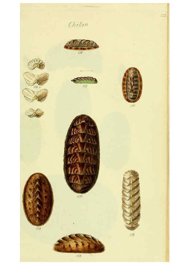 Reproducción/Reproduction 5978475254: The conchological illustrations or, Coloured figures of all the hitherto unfigured recent shells London :[s.n.] ;1832