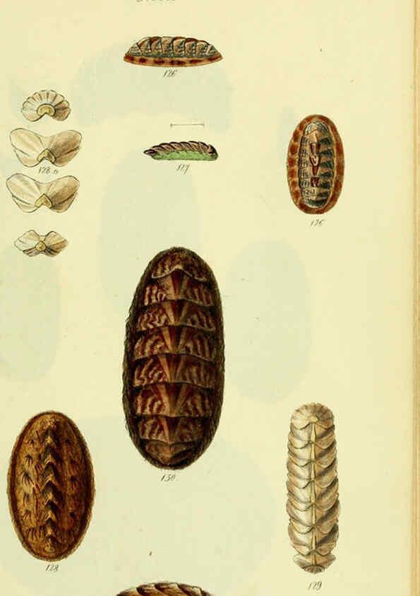 Reproducción/Reproduction 5978475254: The conchological illustrations or, Coloured figures of all the hitherto unfigured recent shells London :[s.n.] ;1832