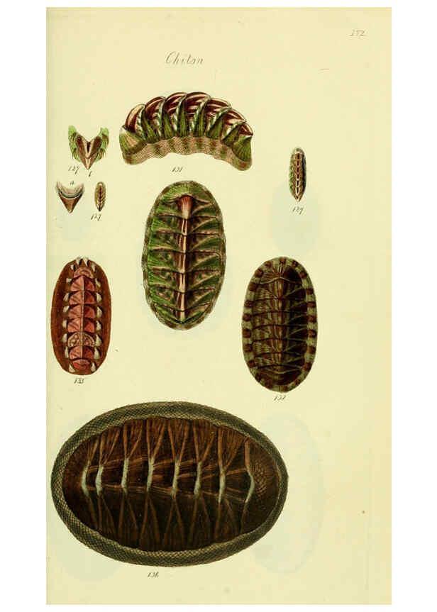 Reproducción/Reproduction 5977916897: The conchological illustrations or, Coloured figures of all the hitherto unfigured recent shells London :[s.n.] ;1832