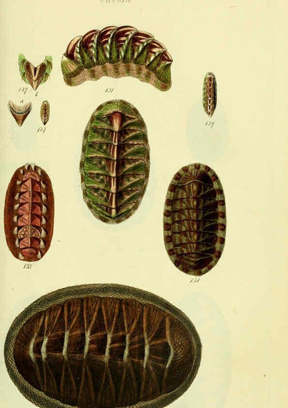 Reproducción/Reproduction 5977916897: The conchological illustrations or, Coloured figures of all the hitherto unfigured recent shells London :[s.n.] ;1832
