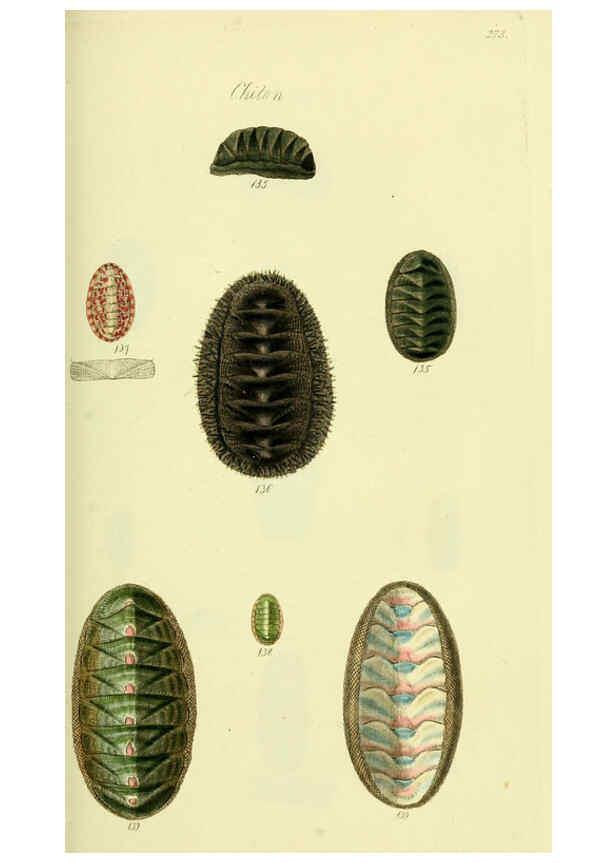 Reproducción/Reproduction 5977917249: The conchological illustrations or, Coloured figures of all the hitherto unfigured recent shells London :[s.n.] ;1832