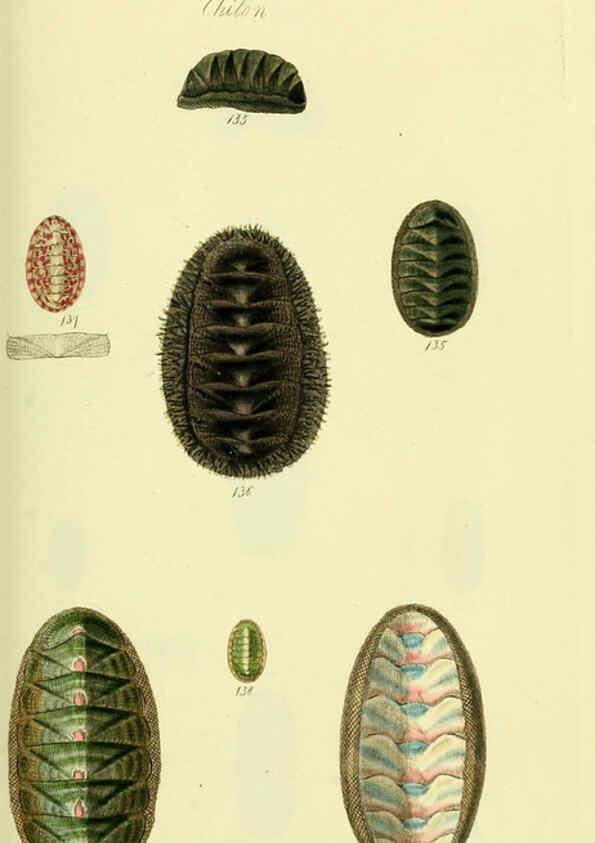 Reproducción/Reproduction 5977917249: The conchological illustrations or, Coloured figures of all the hitherto unfigured recent shells London :[s.n.] ;1832