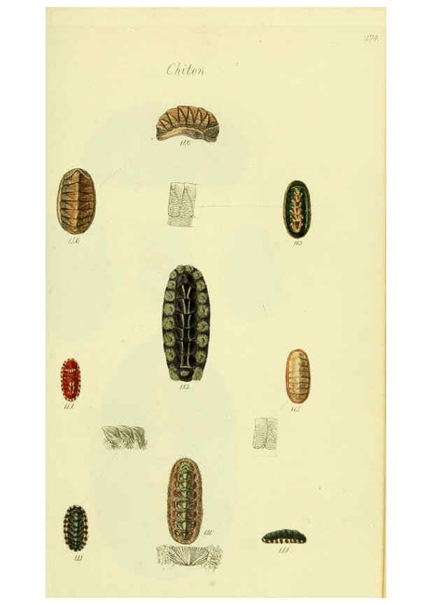 Reproducción/Reproduction 5977917811: The conchological illustrations or, Coloured figures of all the hitherto unfigured recent shells London :[s.n.] ;1832