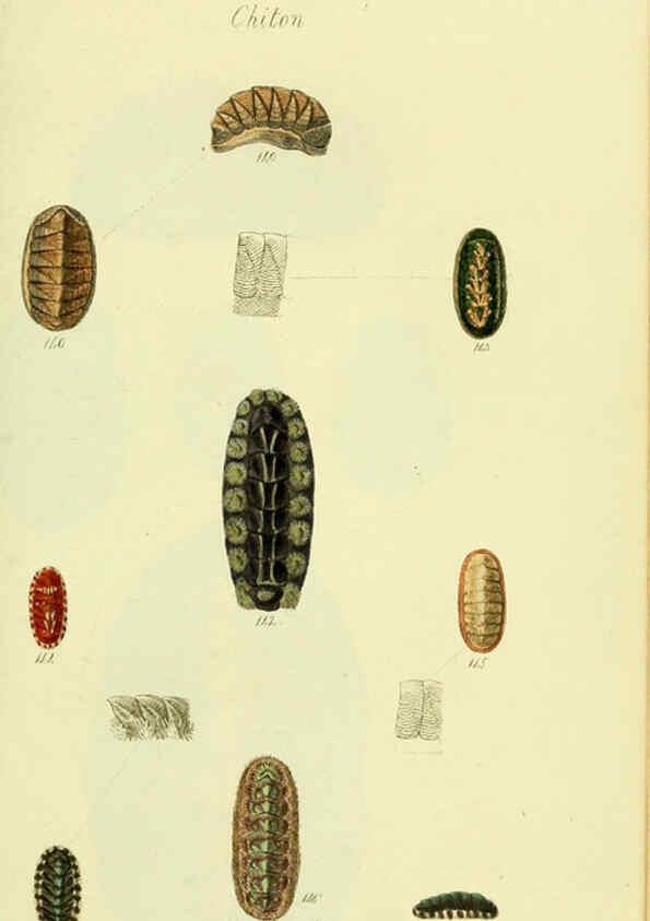 Reproducción/Reproduction 5977917811: The conchological illustrations or, Coloured figures of all the hitherto unfigured recent shells London :[s.n.] ;1832