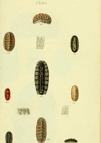 Reproducción/Reproduction 5977917811: The conchological illustrations or, Coloured figures of all the hitherto unfigured recent shells London :[s.n.] ;1832