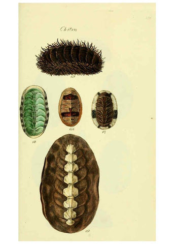 Reproducción/Reproduction 5977918163: The conchological illustrations or, Coloured figures of all the hitherto unfigured recent shells London :[s.n.] ;1832