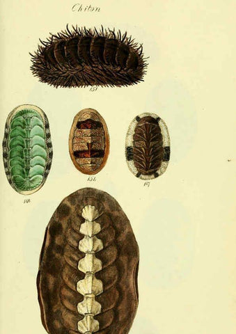 Reproducción/Reproduction 5977918163: The conchological illustrations or, Coloured figures of all the hitherto unfigured recent shells London :[s.n.] ;1832