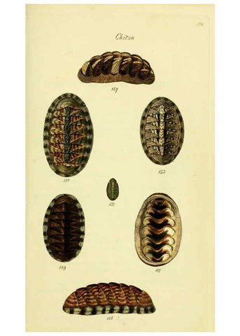 Reproducción/Reproduction 5977918481: The conchological illustrations or, Coloured figures of all the hitherto unfigured recent shells London :[s.n.] ;1832