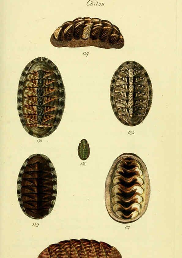 Reproducción/Reproduction 5977918481: The conchological illustrations or, Coloured figures of all the hitherto unfigured recent shells London :[s.n.] ;1832