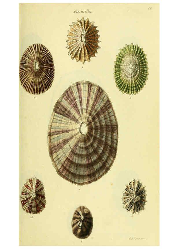 Reproducción/Reproduction 5977918775: The conchological illustrations or, Coloured figures of all the hitherto unfigured recent shells London :[s.n.] ;1832