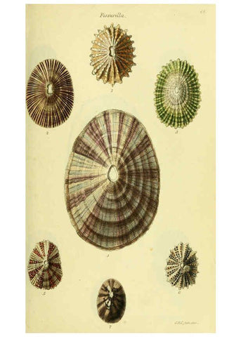 Reproducción/Reproduction 5977918775: The conchological illustrations or, Coloured figures of all the hitherto unfigured recent shells London :[s.n.] ;1832