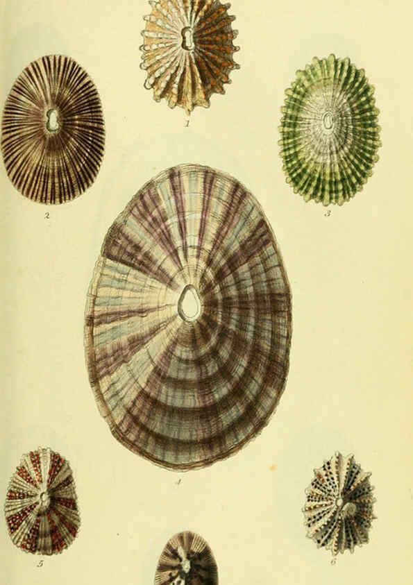 Reproducción/Reproduction 5977918775: The conchological illustrations or, Coloured figures of all the hitherto unfigured recent shells London :[s.n.] ;1832