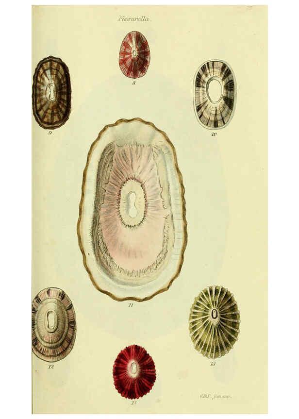 Reproducción/Reproduction 5977919221: The conchological illustrations or, Coloured figures of all the hitherto unfigured recent shells London :[s.n.] ;1832