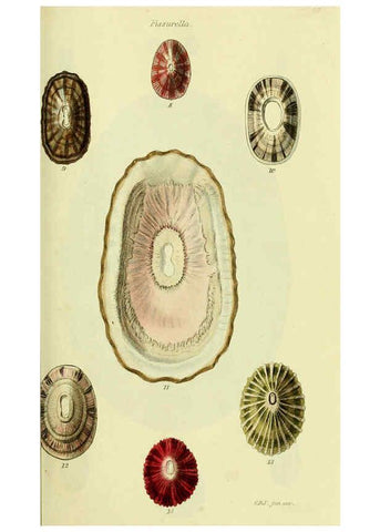 Reproducción/Reproduction 5977919221: The conchological illustrations or, Coloured figures of all the hitherto unfigured recent shells London :[s.n.] ;1832
