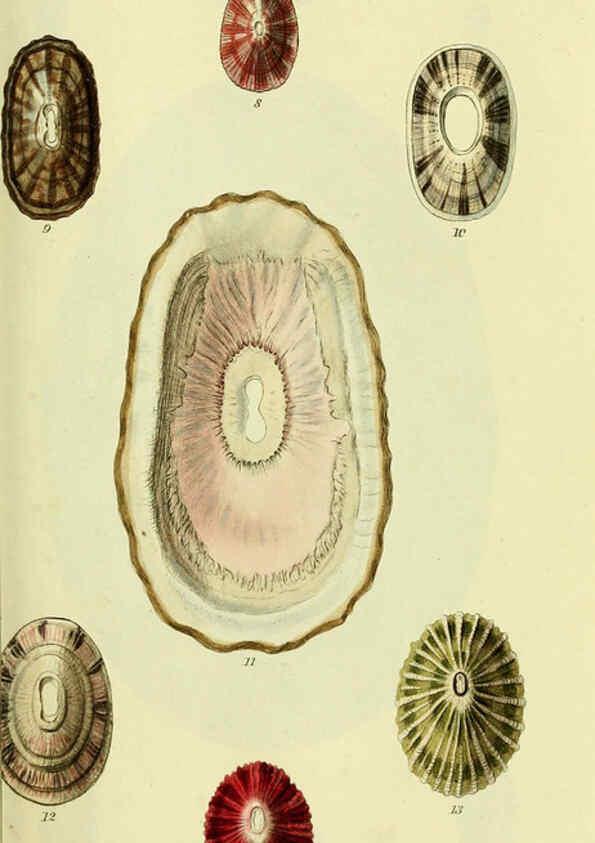 Reproducción/Reproduction 5977919221: The conchological illustrations or, Coloured figures of all the hitherto unfigured recent shells London :[s.n.] ;1832