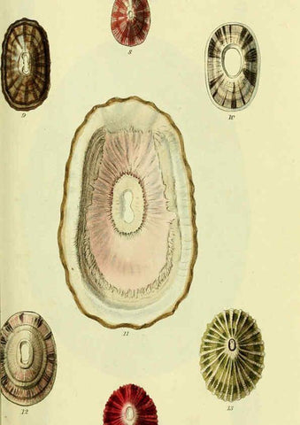 Reproducción/Reproduction 5977919221: The conchological illustrations or, Coloured figures of all the hitherto unfigured recent shells London :[s.n.] ;1832