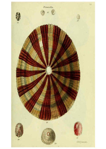 Reproducción/Reproduction 5977926121: The conchological illustrations or, Coloured figures of all the hitherto unfigured recent shells London :[s.n.] ;1832