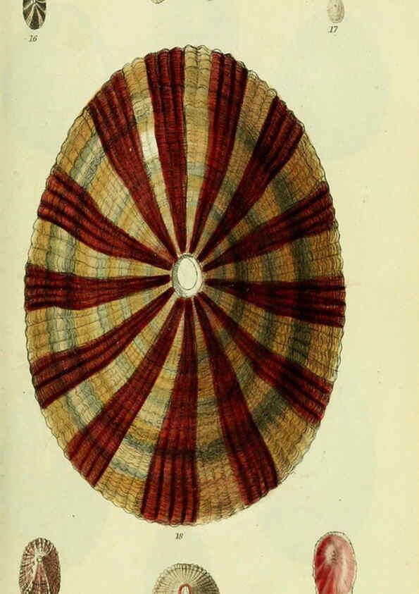 Reproducción/Reproduction 5977926121: The conchological illustrations or, Coloured figures of all the hitherto unfigured recent shells London :[s.n.] ;1832