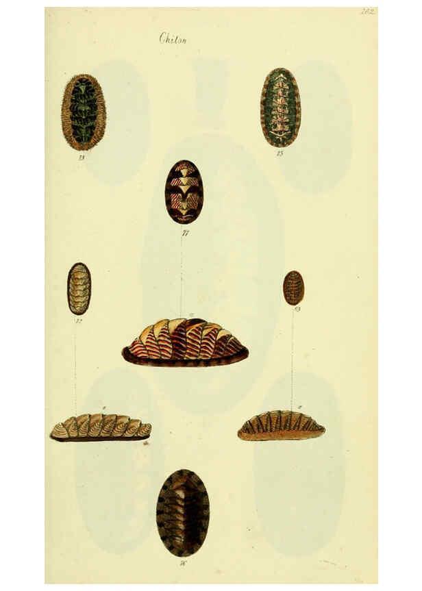 Reproducción/Reproduction 5978472588: The conchological illustrations or, Coloured figures of all the hitherto unfigured recent shells London :[s.n.] ;1832