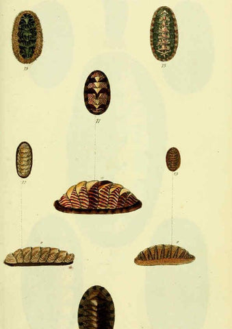 Reproducción/Reproduction 5978472588: The conchological illustrations or, Coloured figures of all the hitherto unfigured recent shells London :[s.n.] ;1832