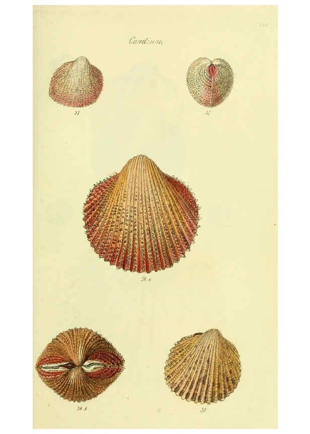 Reproducción/Reproduction 5977901237: The conchological illustrations or, Coloured figures of all the hitherto unfigured recent shells London :[s.n.] ;1832