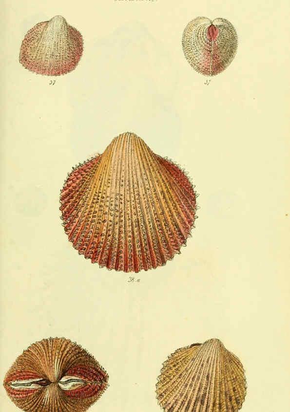 Reproducción/Reproduction 5977901237: The conchological illustrations or, Coloured figures of all the hitherto unfigured recent shells London :[s.n.] ;1832