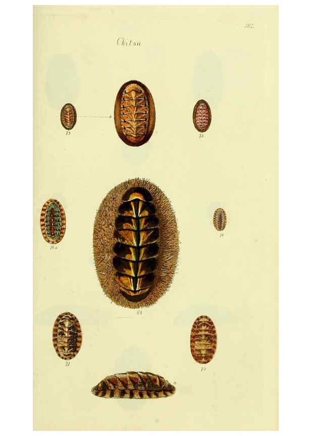 Reproducción/Reproduction 5978472252: The conchological illustrations or, Coloured figures of all the hitherto unfigured recent shells London :[s.n.] ;1832