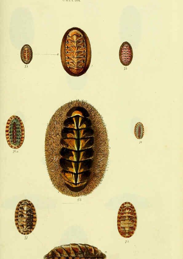 Reproducción/Reproduction 5978472252: The conchological illustrations or, Coloured figures of all the hitherto unfigured recent shells London :[s.n.] ;1832