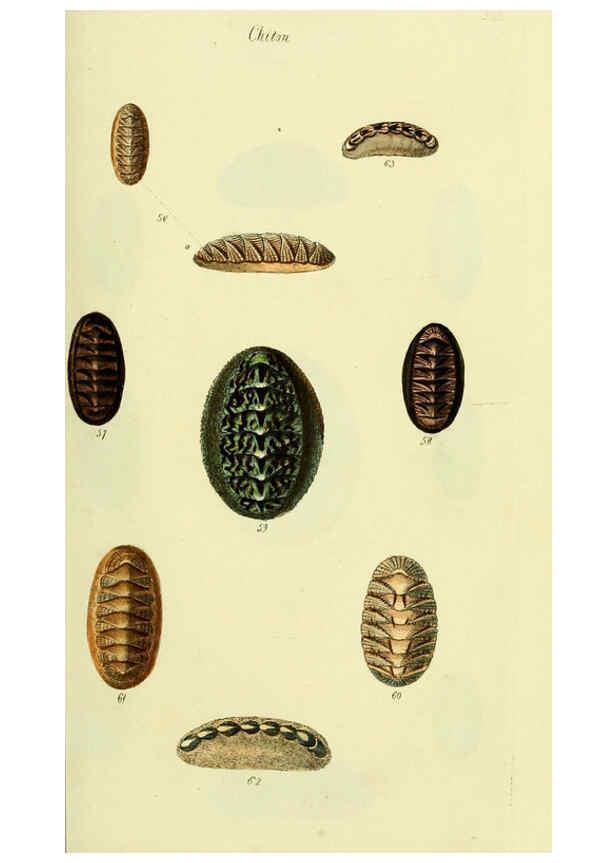 Reproducción/Reproduction 5978467710: The conchological illustrations or, Coloured figures of all the hitherto unfigured recent shells London :[s.n.] ;1832