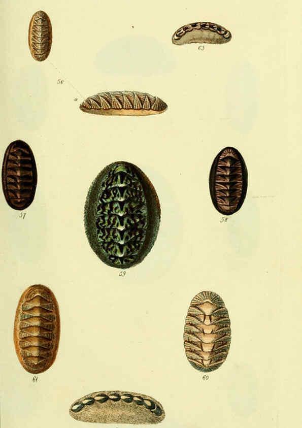 Reproducción/Reproduction 5978467710: The conchological illustrations or, Coloured figures of all the hitherto unfigured recent shells London :[s.n.] ;1832