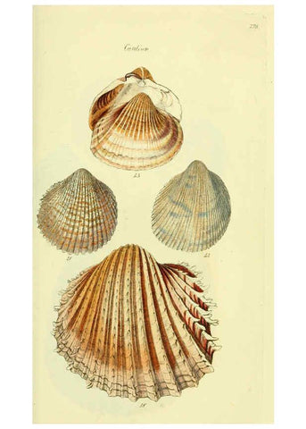 Reproducción/Reproduction 5978461464: The conchological illustrations or, Coloured figures of all the hitherto unfigured recent shells London :[s.n.] ;1832