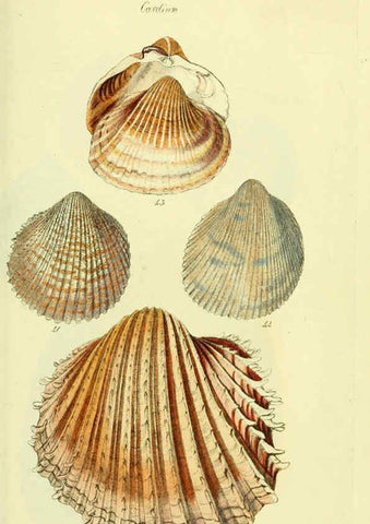 Reproducción/Reproduction 5978461464: The conchological illustrations or, Coloured figures of all the hitherto unfigured recent shells London :[s.n.] ;1832